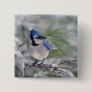 Blaue Jay, Cyanocitta cristata Button