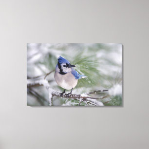 Blaue Jay, Cyanocitta cristata Leinwanddruck