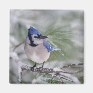 Blaue Jay, Cyanocitta cristata Magnet