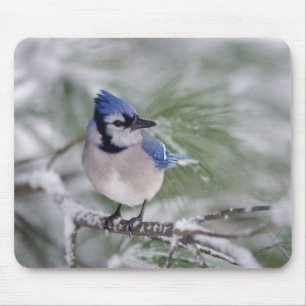 Blaue Jay, Cyanocitta cristata Mousepad