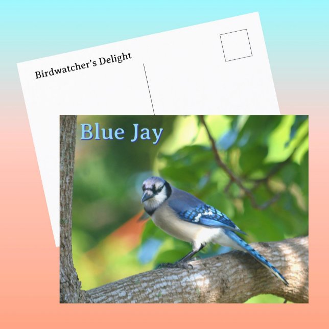 Blaue Jay Fotografie individuell anpassbar Postkarte (Von Creator hochgeladen)