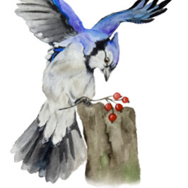 Blaue Jay Getränkeuntersetzer