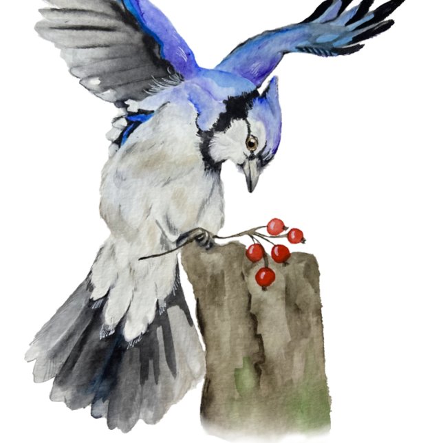 Blaue Jay Getränkeuntersetzer (Von Creator hochgeladen)