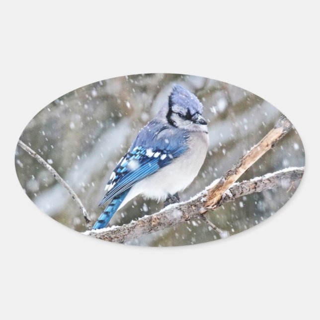 Blaue Jay im Schneesturm Ovaler Aufkleber (Vorderseite)