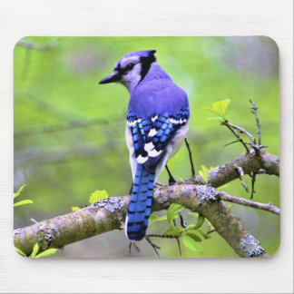 Blaue Jay im Wald durch Lichtstrahl Mousepad