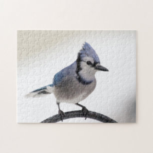 Blaue Jay im Winter