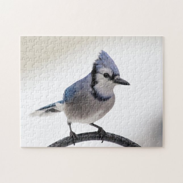 Blaue Jay im Winter (Horizontal)