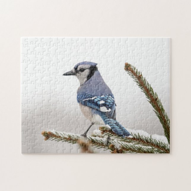 Blaue Jay im Winter (Horizontal)