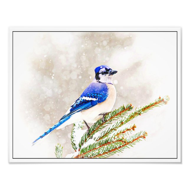 Blaue Jay im Winter Fotodruck (Vorne)