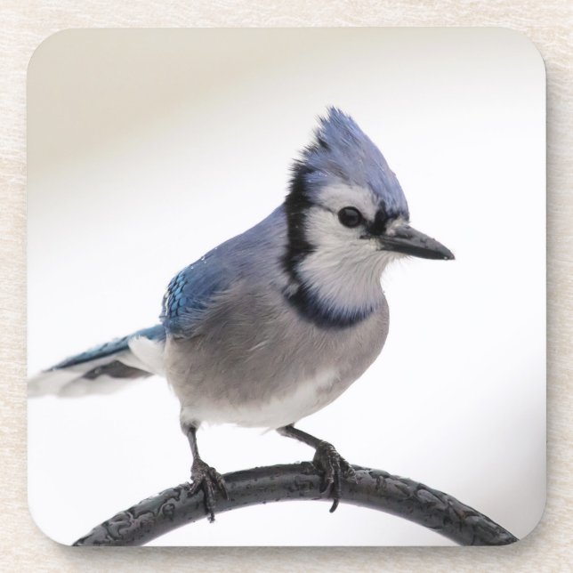 Blaue Jay im Winter Getränkeuntersetzer (Vorderseite)