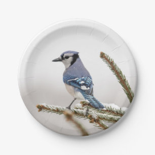 Blaue Jay im Winter Pappteller