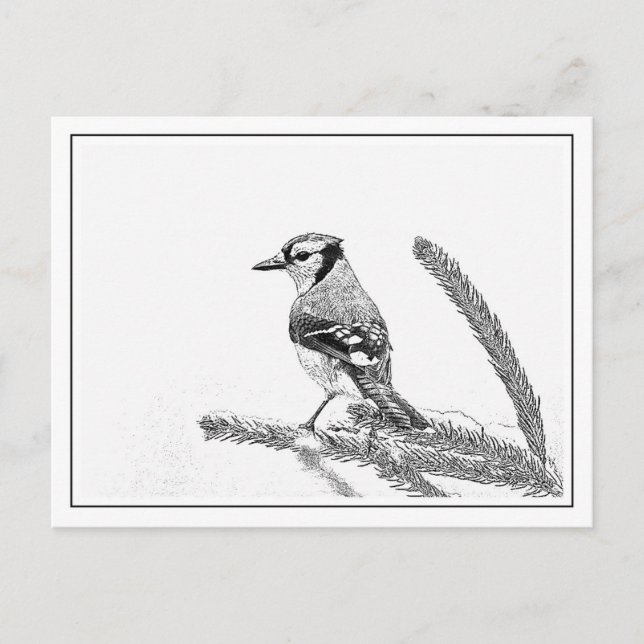 Blaue Jay im Winter Postkarte (Vorderseite)
