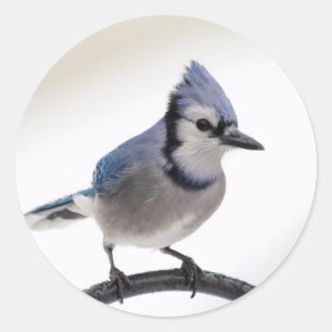 Blaue Jay im Winter Runder Aufkleber