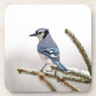 Blaue Jay im Winter Untersetzer