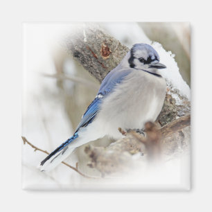 Blaue Jay im Winterschnee Magnet
