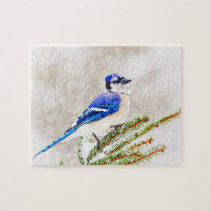 Blaue Jay in einem Kiefernbaum mit Schnee