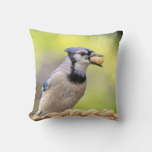 Blaue Jay mit Erdnuss Kissen