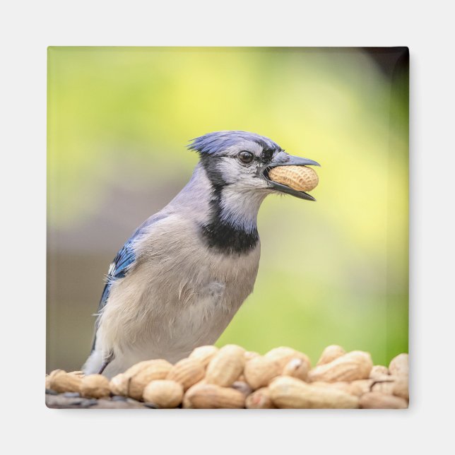 Blaue Jay mit Erdnuss Magnet (Vorne)