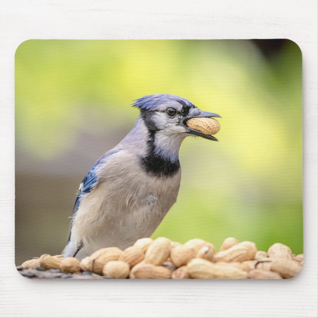 Blaue Jay mit Erdnuss Mousepad (Vorne)