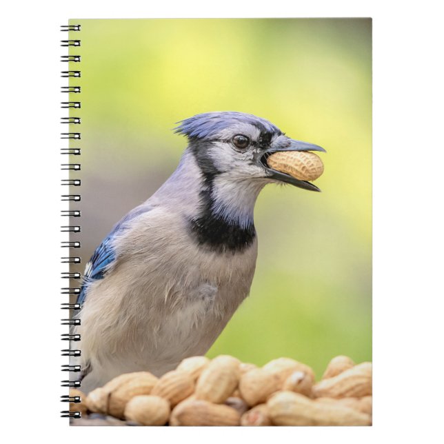 Blaue Jay mit Erdnuss Notizblock (Vorderseite)