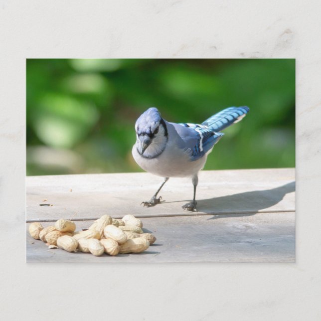 Blaue Jay mit Erdnuss Postkarte (Vorderseite)