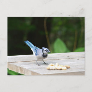 Blaue Jay mit Erdnuss Postkarte
