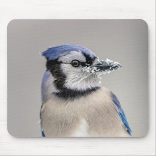Blaue Jay mit Schnee auf seinem Schnabel Mousepad