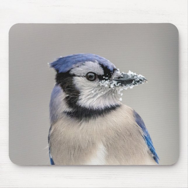 Blaue Jay mit Schnee auf seinem Schnabel Mousepad (Vorne)