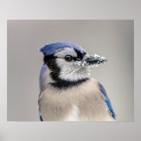Blaue Jay mit Schnee auf seinem Schnabel