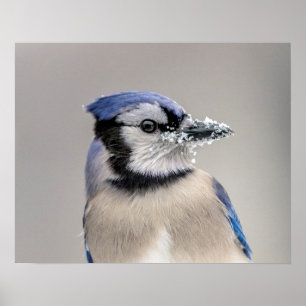 Blaue Jay mit Schnee auf seinem Schnabel Poster