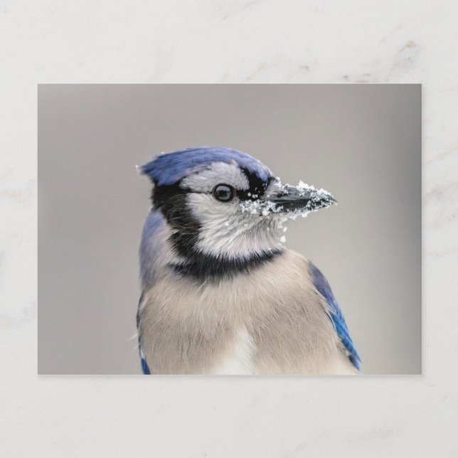 Blaue Jay mit Schnee auf seinem Schnabel Postkarte (Vorderseite)