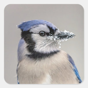 Blaue Jay mit Schnee auf seinem Schnabel Quadratischer Aufkleber