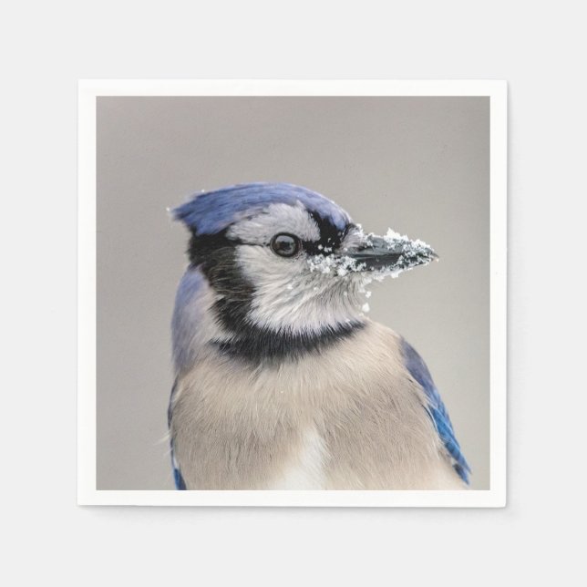Blaue Jay mit Schnee auf seinem Schnabel Serviette (Vorderseite)