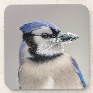 Blaue Jay mit Schnee auf seinem Schnabel Untersetzer