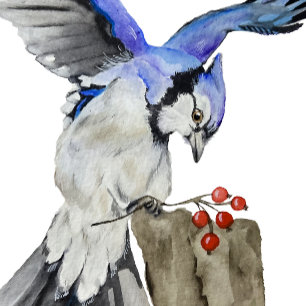 Blaue Jay Poster