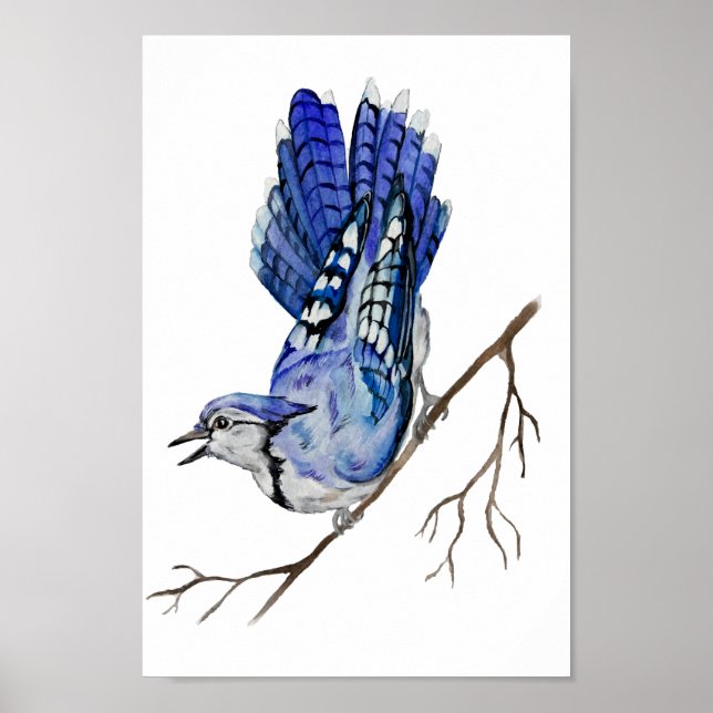Blaue Jay Poster (Vorne)