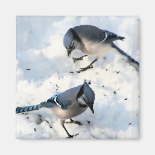 Blaue Jay Vögel in der SchneeNatur Magnet