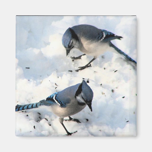 Blaue Jay Vögel in der SchneeNatur Magnet (Vorne)