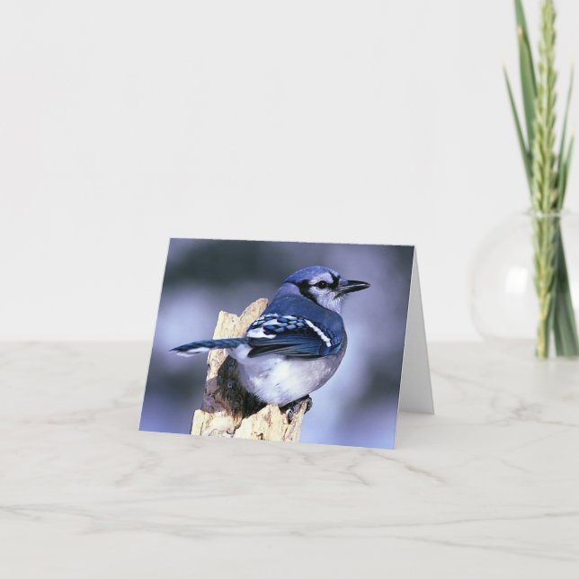 Blaue Jay-Vogel-Liebhaber Karte (Vorderseite)