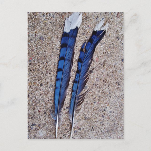 Blaue Jay-Vogelfedern Postkarte (Vorderseite)