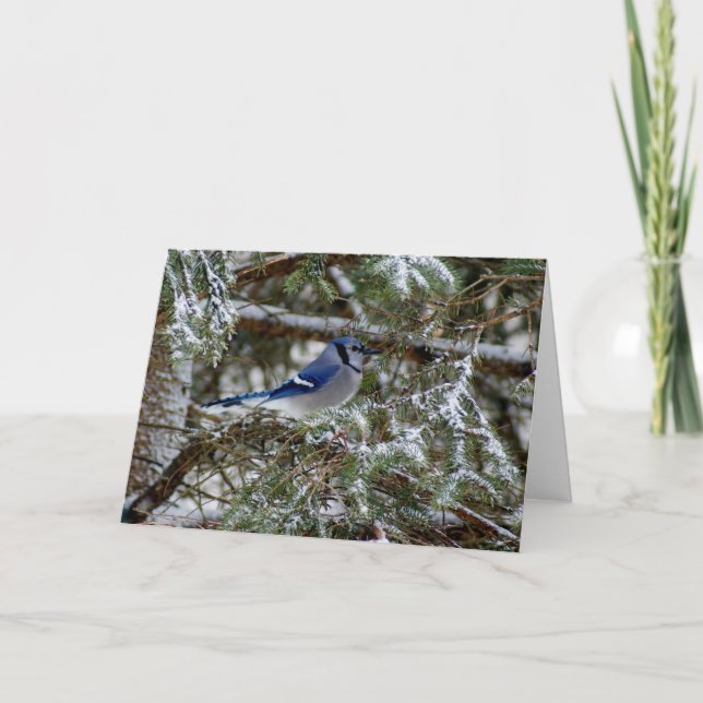 Blaue Jay-Wünsche Feiertagskarte (Vorderseite)