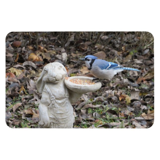 Blaue Jay zur Niedlichen Kaninchenvogelzuführung Magnet (Horizontal)