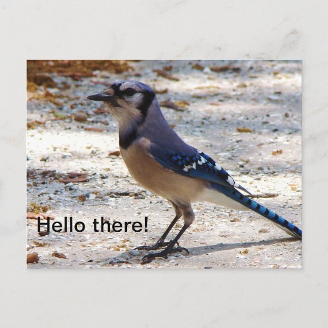 Blaue Jaypostkarte Postkarte (Vorderseite)