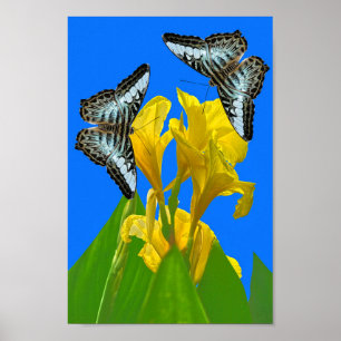 Blaue Kappenschmetterlinge aus Malaysia auf Canna Poster
