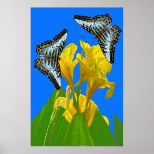 Blaue Kappenschmetterlinge aus Malaysia auf Canna  Poster