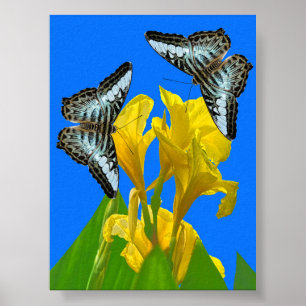 Blaue Kappenschmetterlinge aus Malaysia auf Canna  Poster