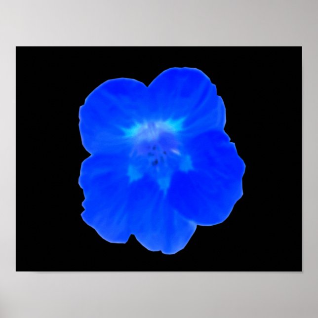 Blaue Kapuzinerkresse-Druck Poster (Vorne)