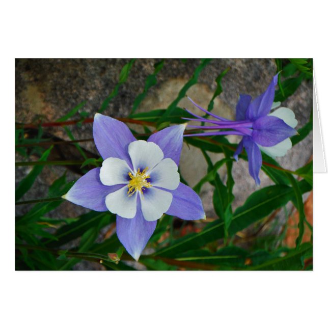 Blaue Kolonne (Vorderseite (Horizontal))