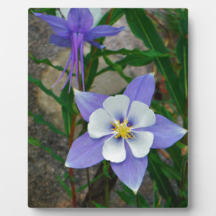Blaue Kolonne Fotoplatte