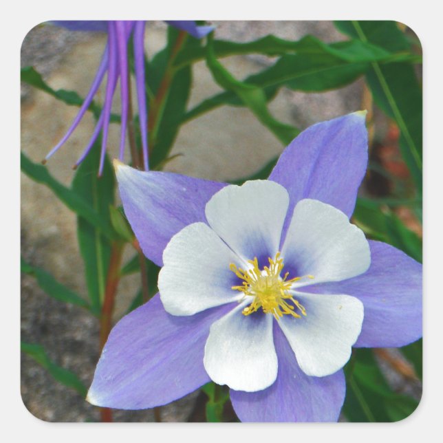Blaue Kolonne Quadratischer Aufkleber (Vorderseite)